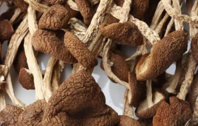 茶樹菇烘干工藝