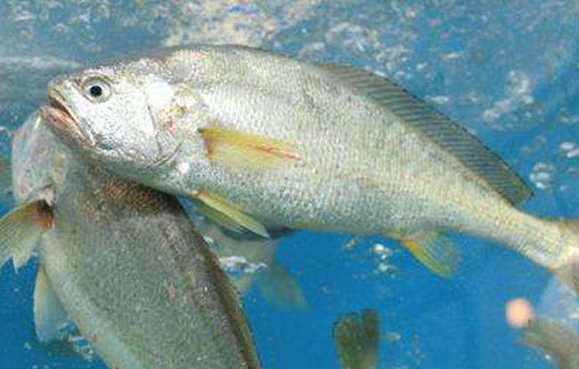黃花魚(yú)