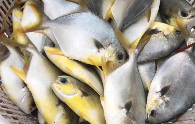 金鯧魚(yú)