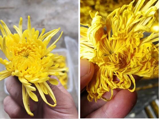  廣東瑞星烘干熱泵，頂級金絲皇菊的締造者