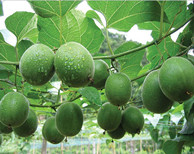 【烘干篇】你知道羅漢果華麗“變身”的秘笈嗎？