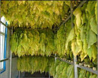 瑞星高科助力煙草烘干業(yè)完成“工業(yè)革命”！