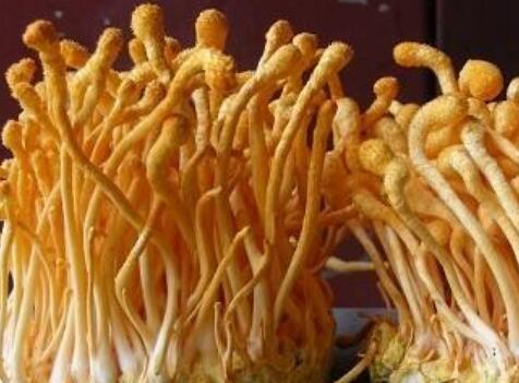 蟲(chóng)草花熱泵烘干工藝，蟲(chóng)草花烘干解決方案