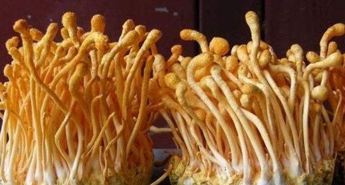 蟲(chóng)草花烘干工藝